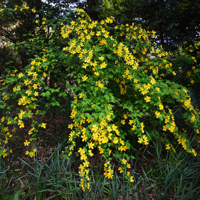 Verkoop Ranonkelstruik Golden Guinea - Kerria japonica Golden Guinea