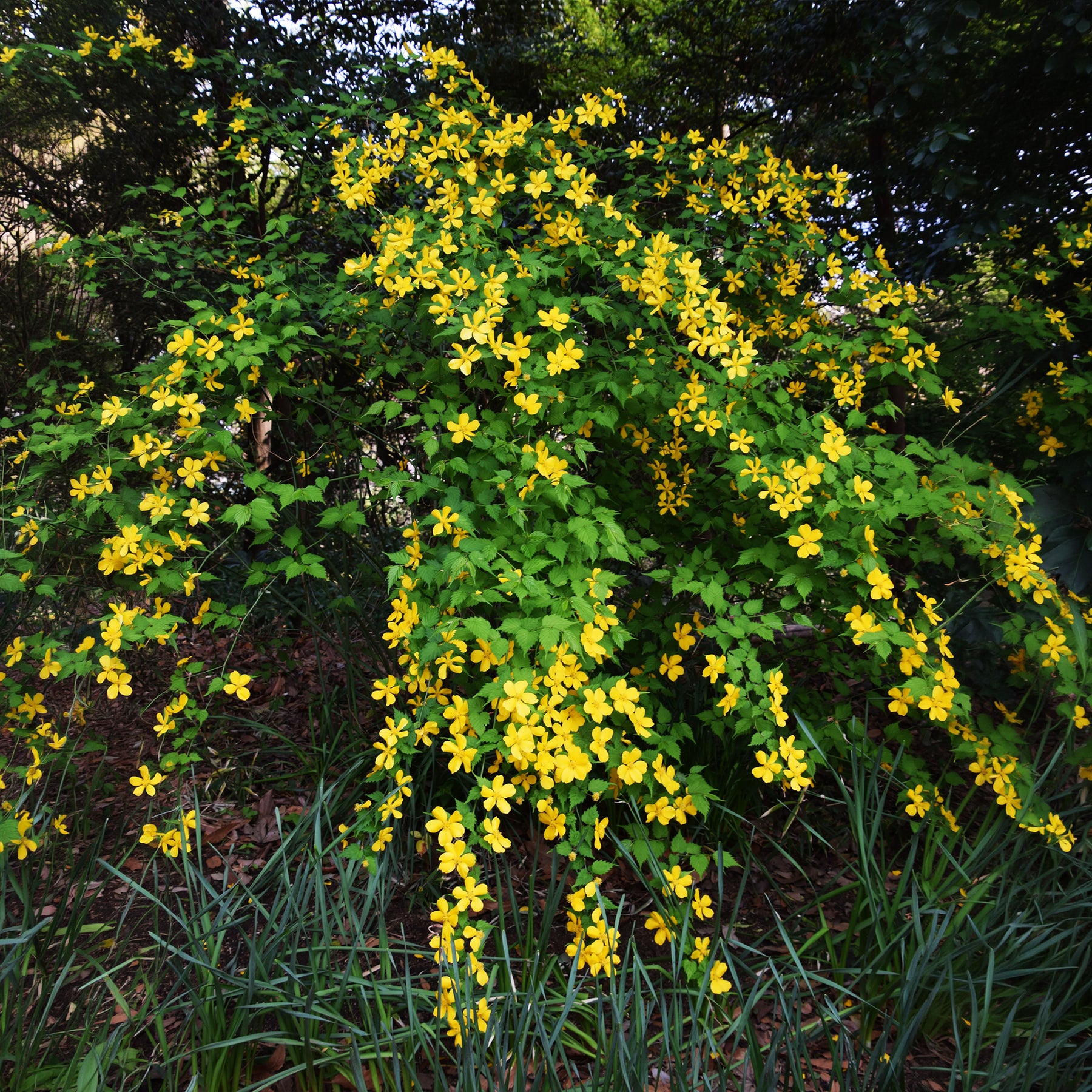 Ranonkelstruik Golden Guinea