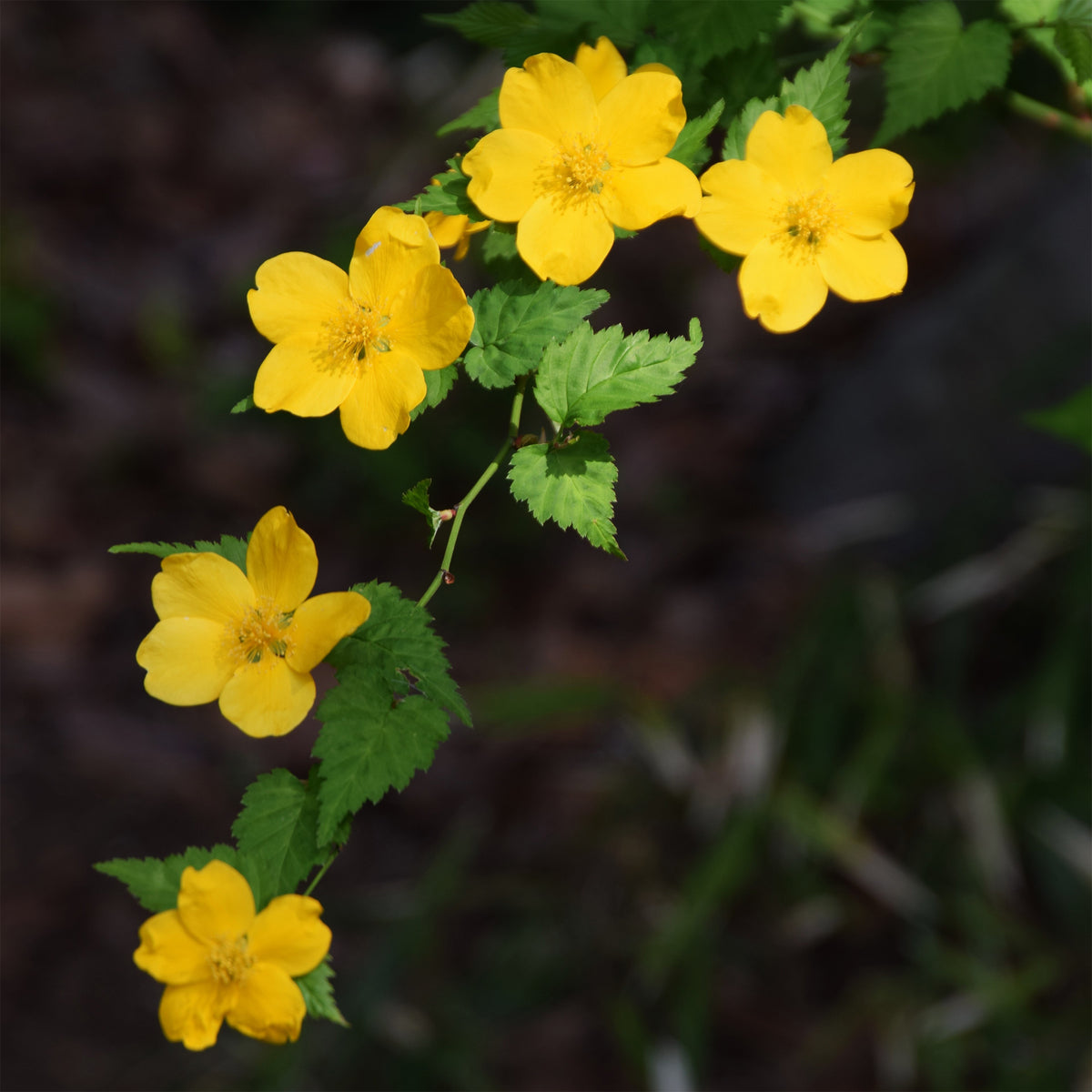 Kerria japonica Golden Guinea - Ranonkelstruik Golden Guinea - Bloeiende heesters