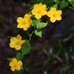 Ranonkelstruik Golden Guinea