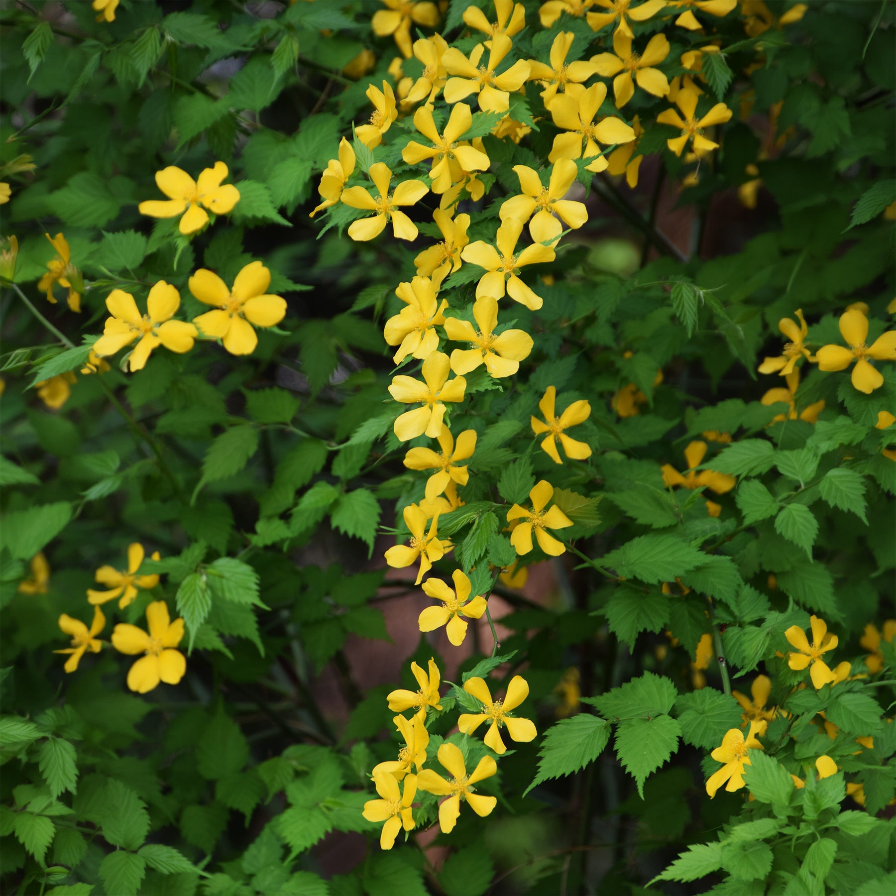 Ranonkelstruik Golden Guinea - Kerria japonica Golden Guinea - Willemse