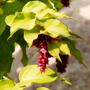 Fazantenbes Golden Lanterns