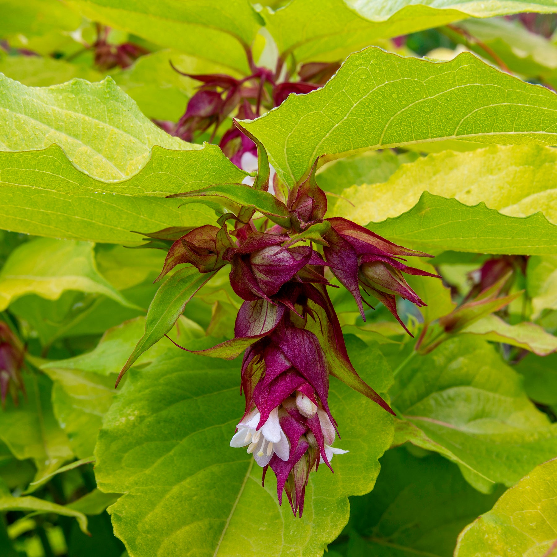 Fazantenbes Golden Lanterns