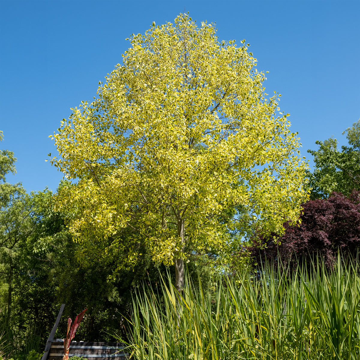 Bonte tulpenboom - Willemse