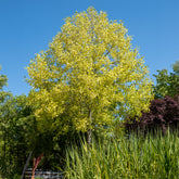 Bonte tulpenboom - Willemse