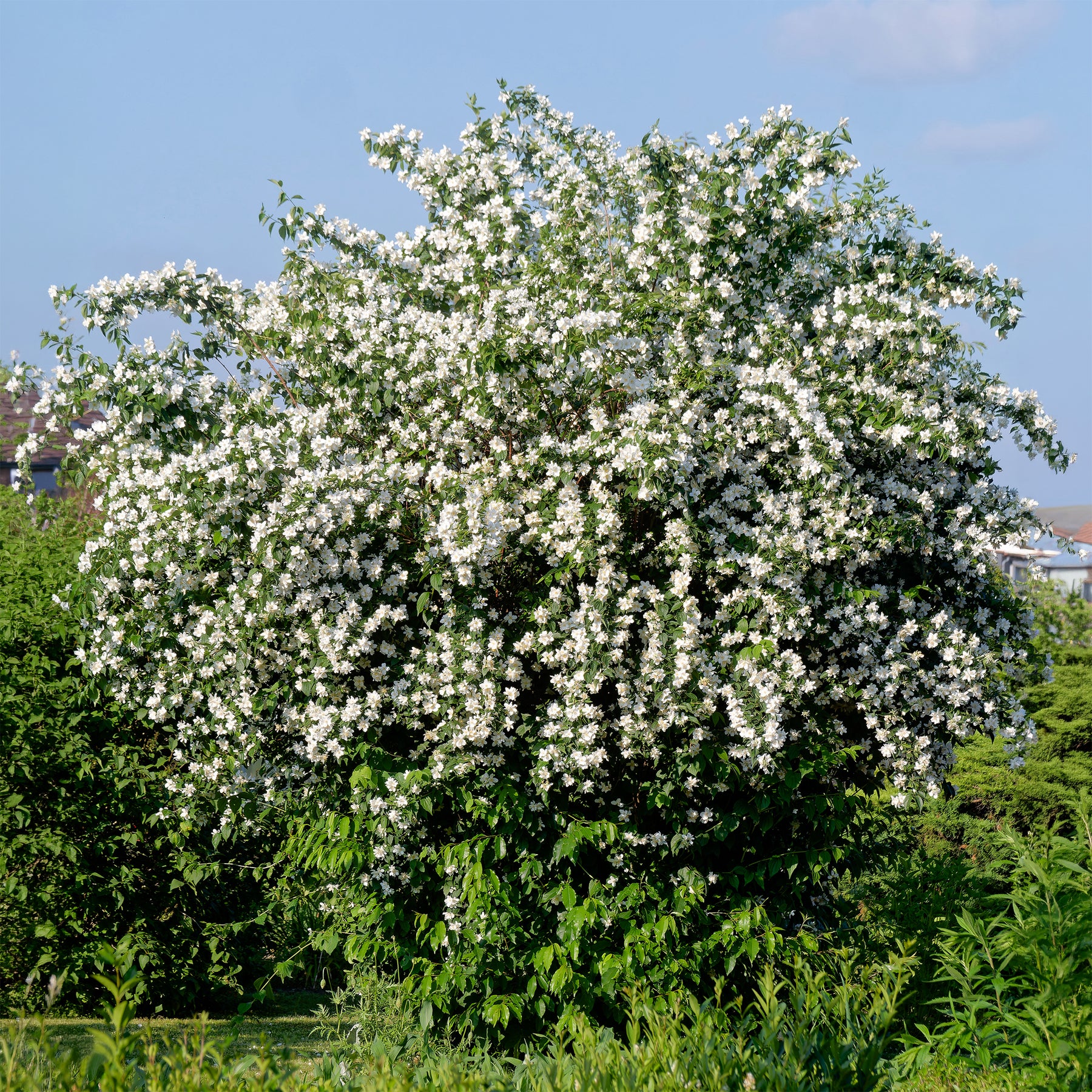 Boerenjasmijn - Willemse