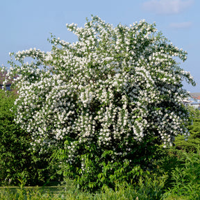 Boerenjasmijn - Willemse