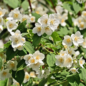 Boerenjasmijn - Philadelphus coronarius - Willemse