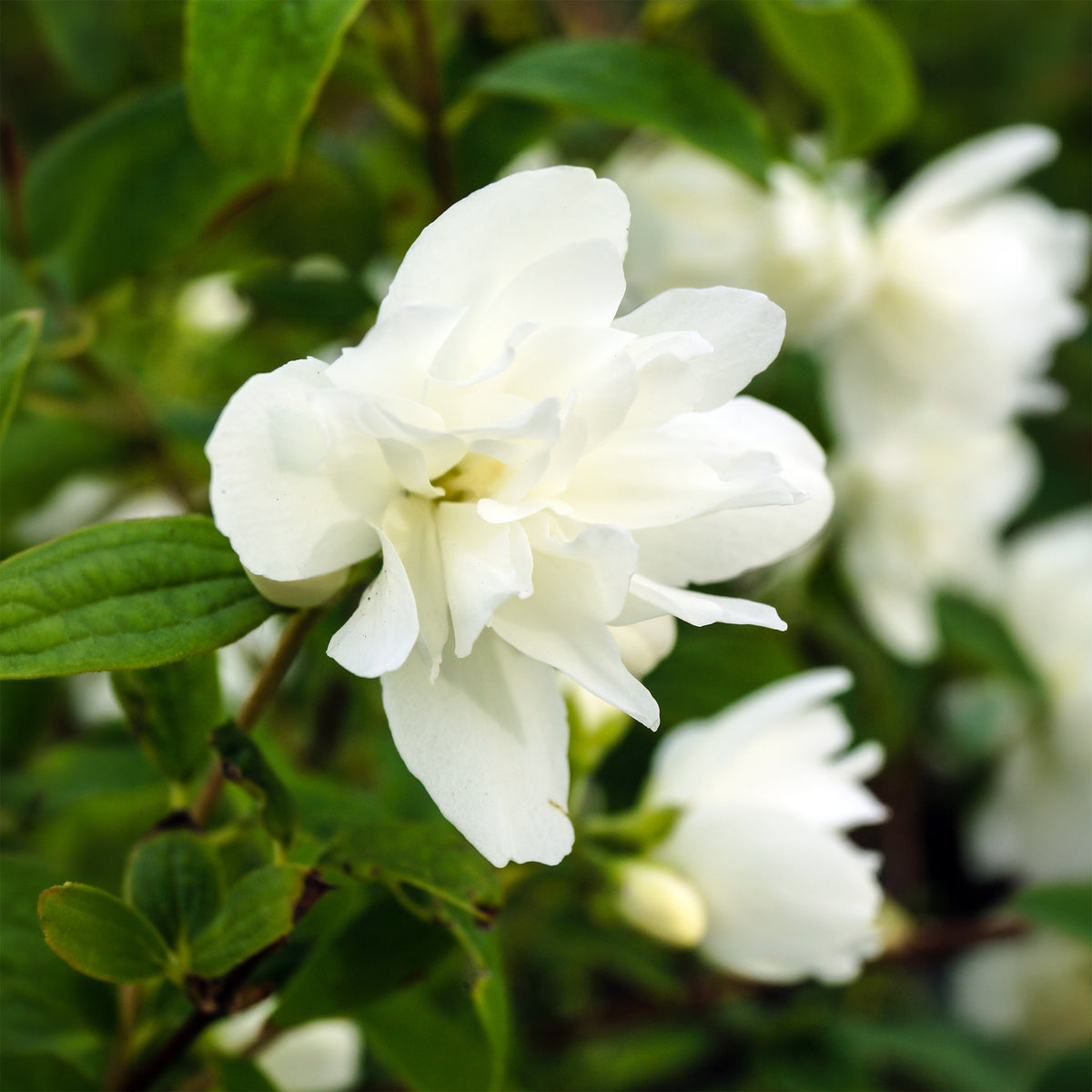 Boerenjasmijn Snowbelle - Philadelphus Snowbelle - Willemse