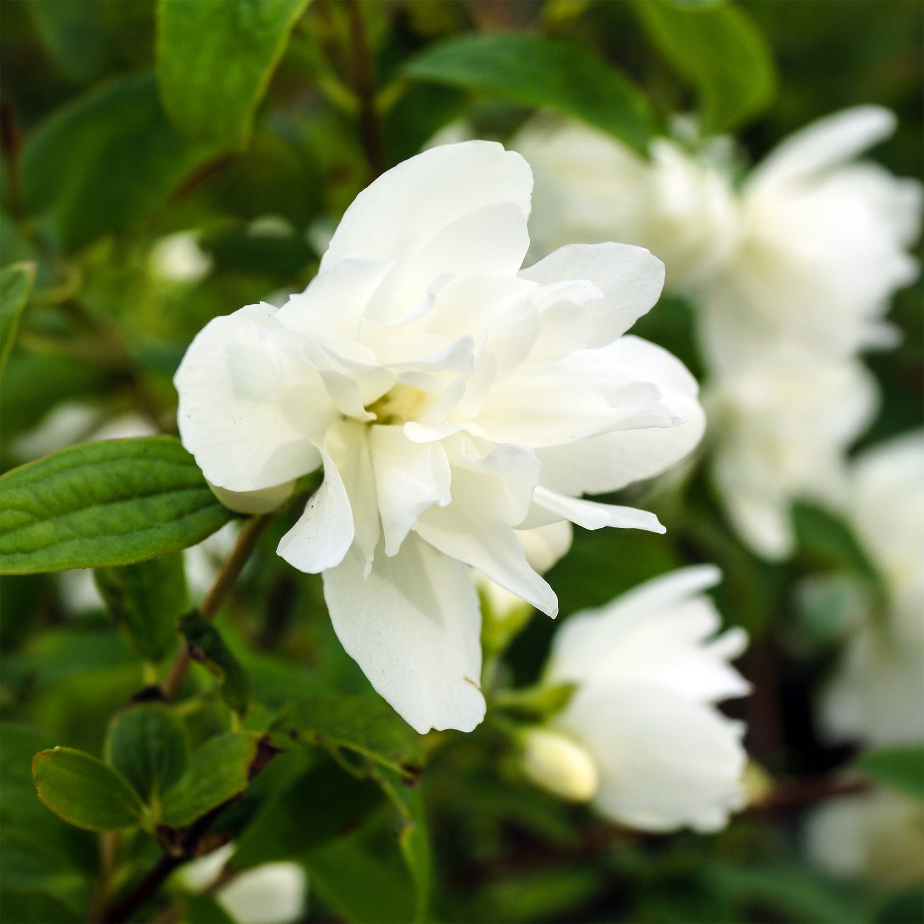 Boerenjasmijn Snowbelle - Philadelphus Snowbelle - Willemse