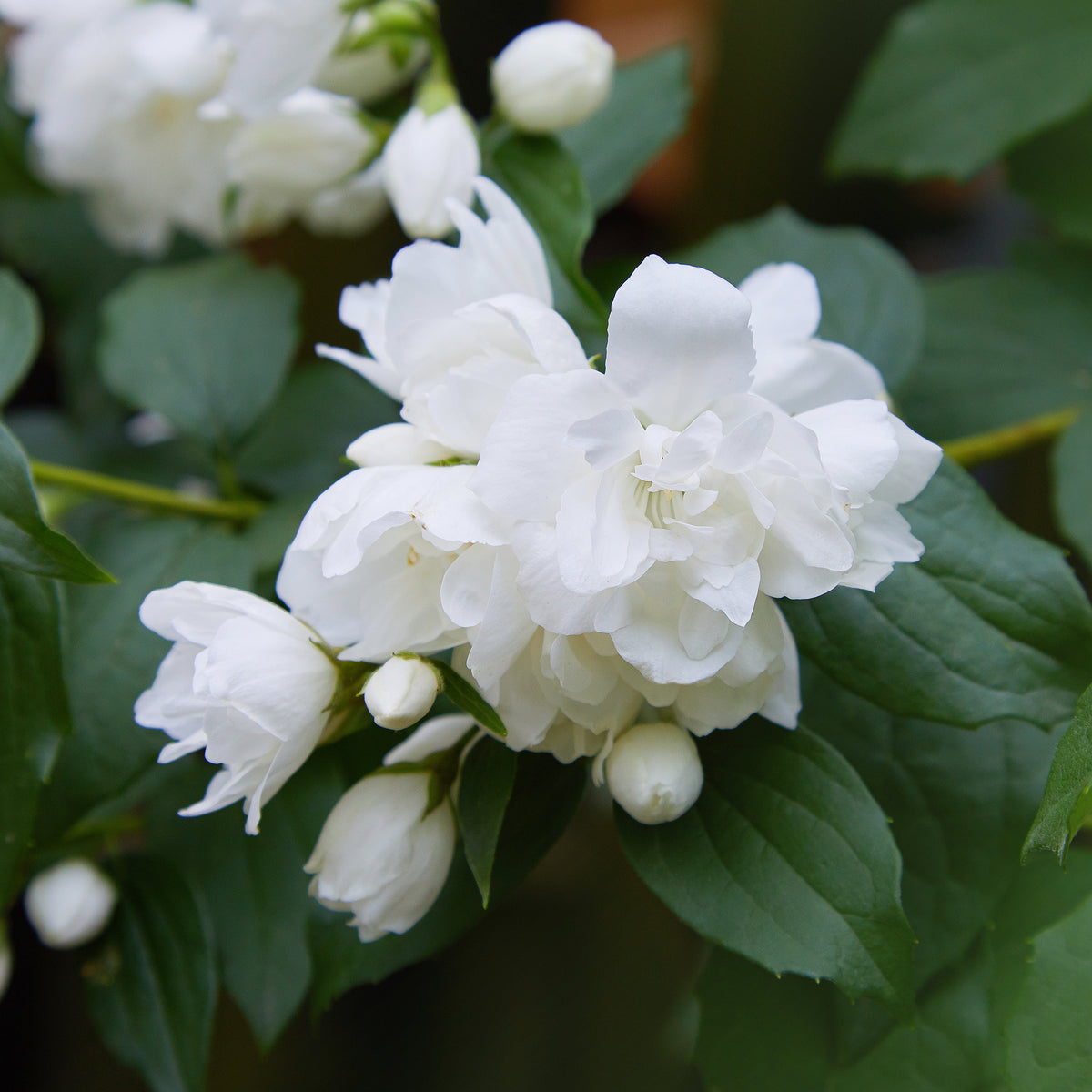 Boerenjasmijn Snowbelle - Willemse