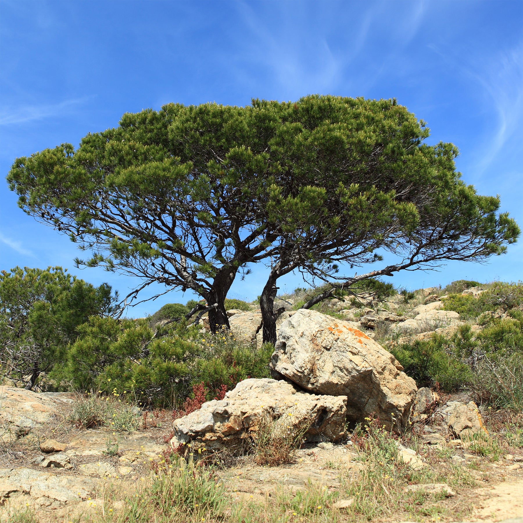 Aleppoden - Pinus halepensis - Willemse