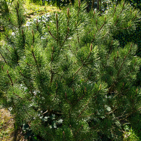 Pinus mugo Pumilio - Bergden Pumilio - Den