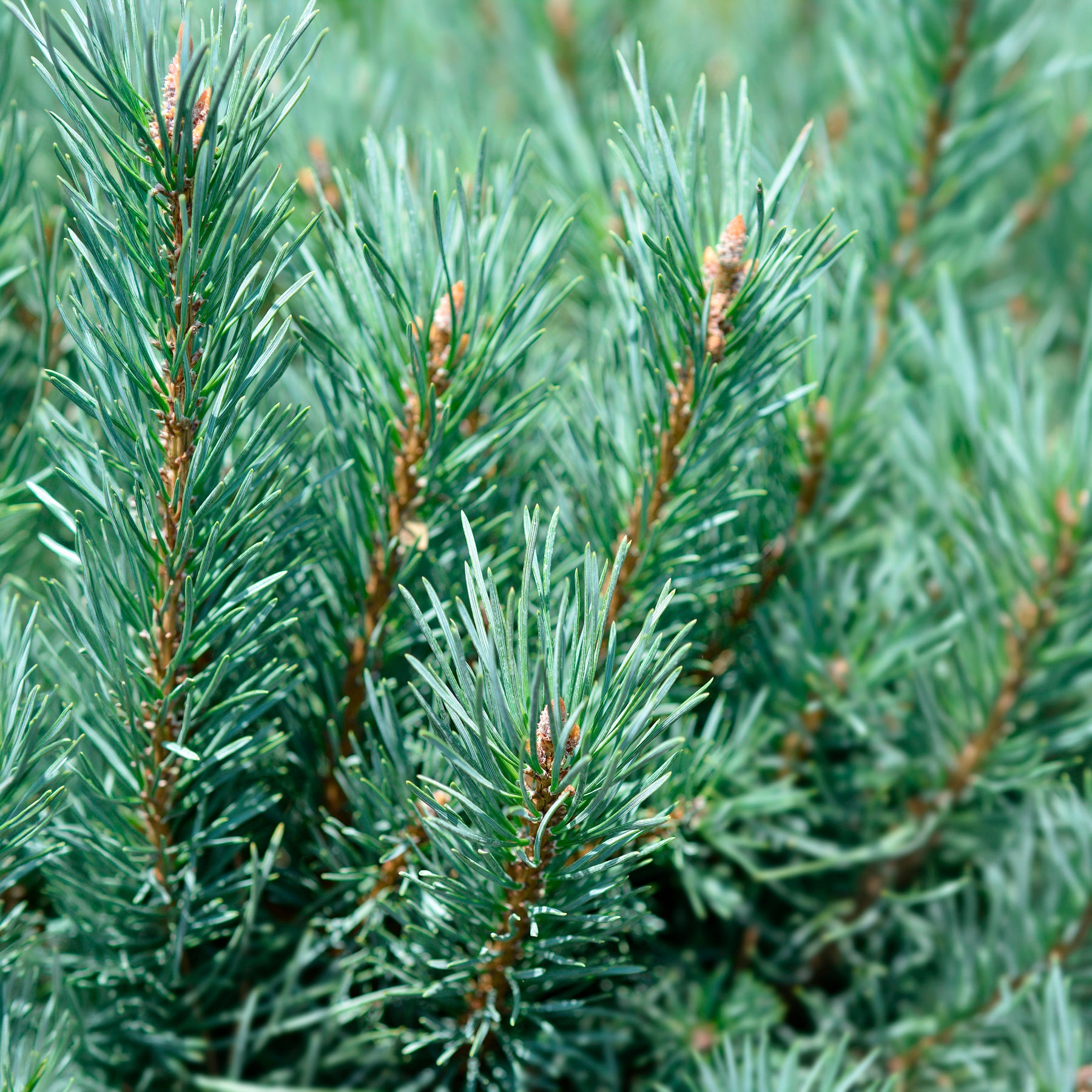 Pinus sylvestris Watereri - Grove den Watereri - Den