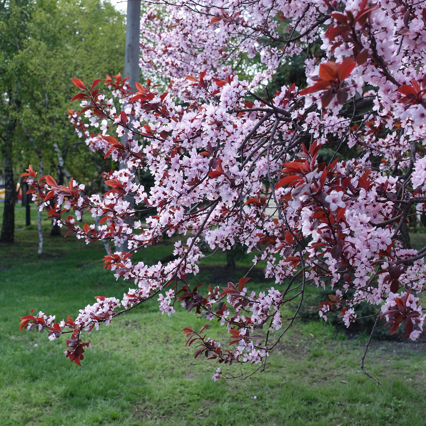 Sierpruim - Prunus cerasifera Atropurpurea - Willemse