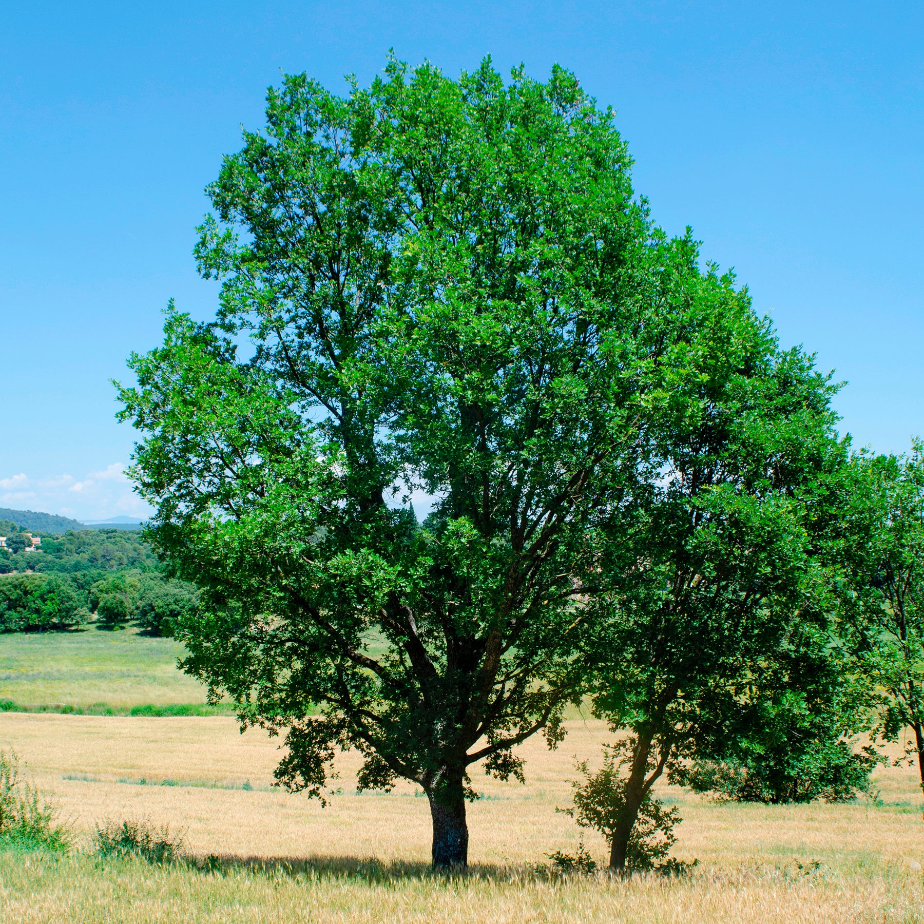 Donzige eik - Quercus pubescens - Willemse