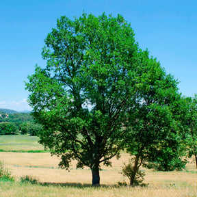 Donzige eik - Quercus pubescens - Willemse