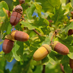 Eik - Zomereik - Quercus robur