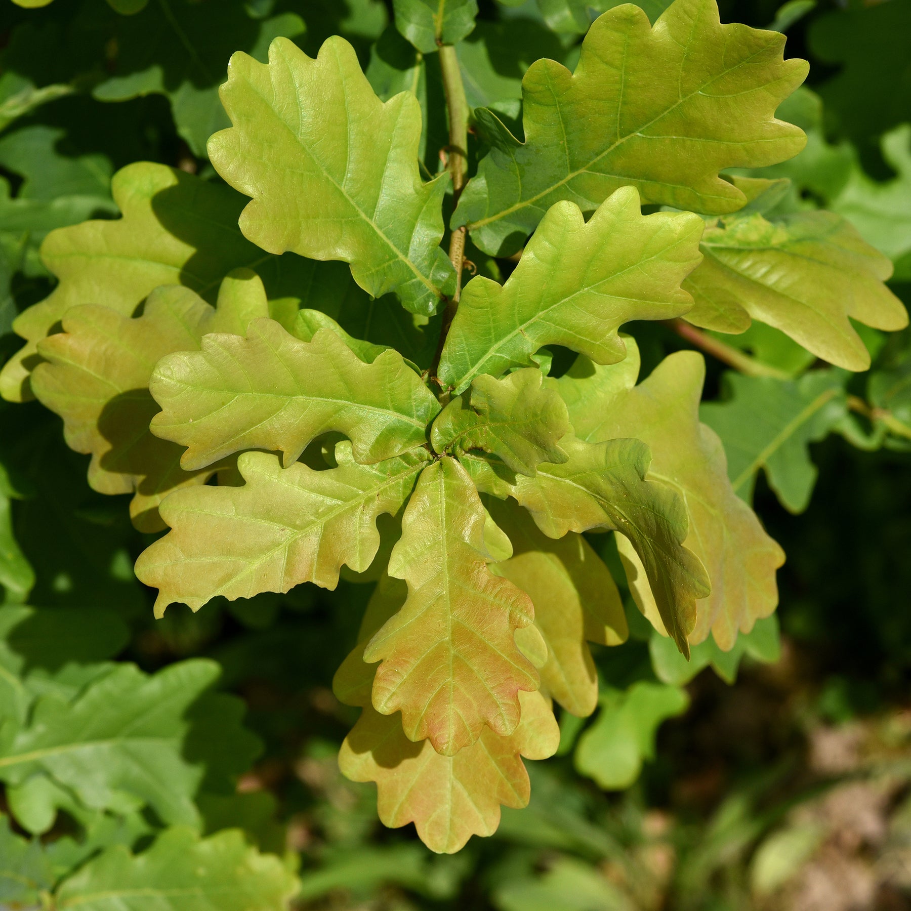 Zomereik - Quercus robur - Willemse