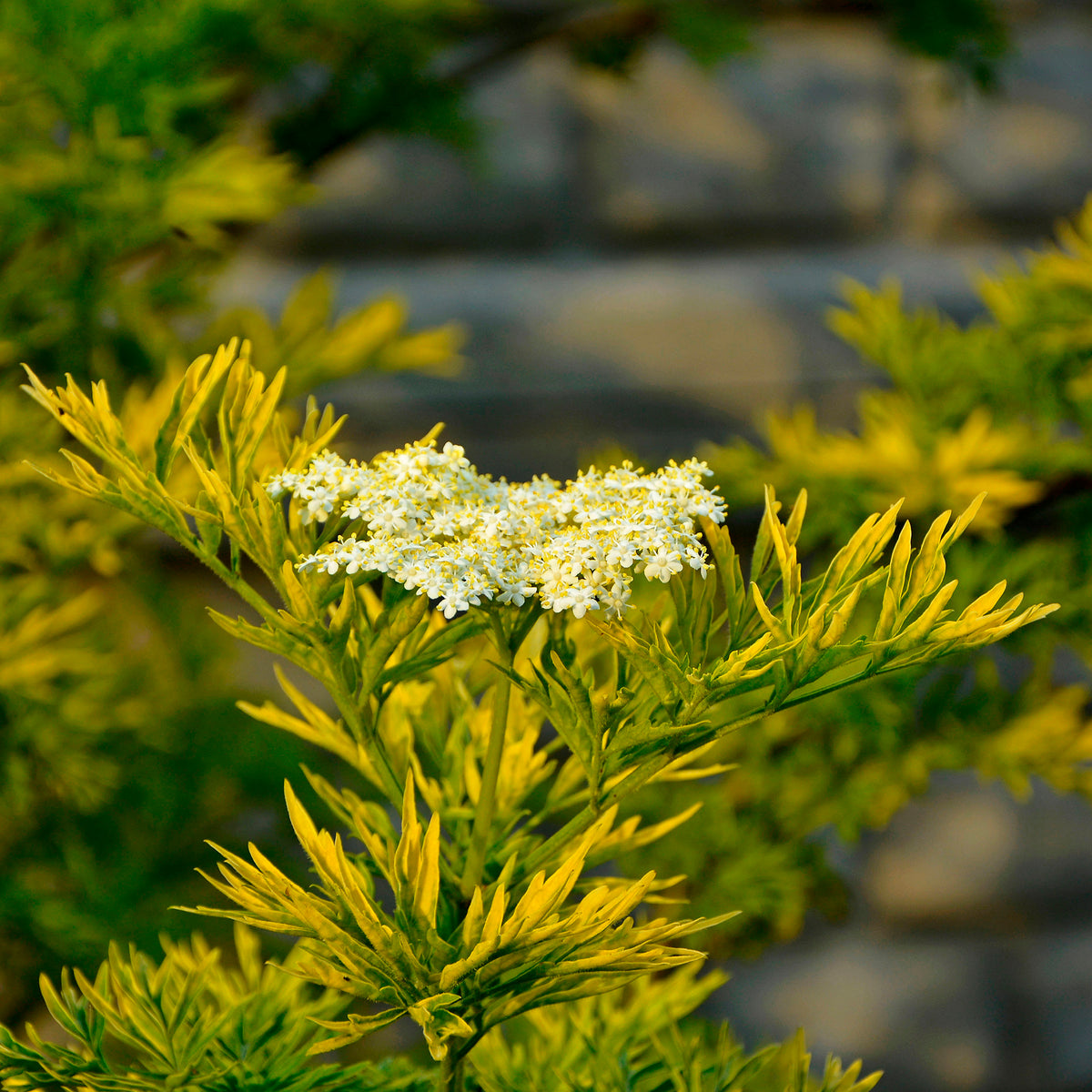 Sambucus nigra Golden Tower - Zwarte vlier Golden Tower - Heesters