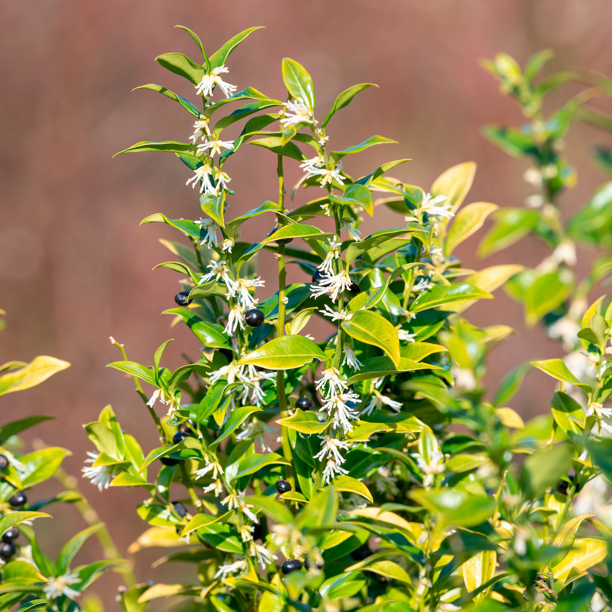 Vleesbes - Sarcococca confusa - Willemse