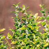 Vleesbes - Sarcococca confusa - Willemse