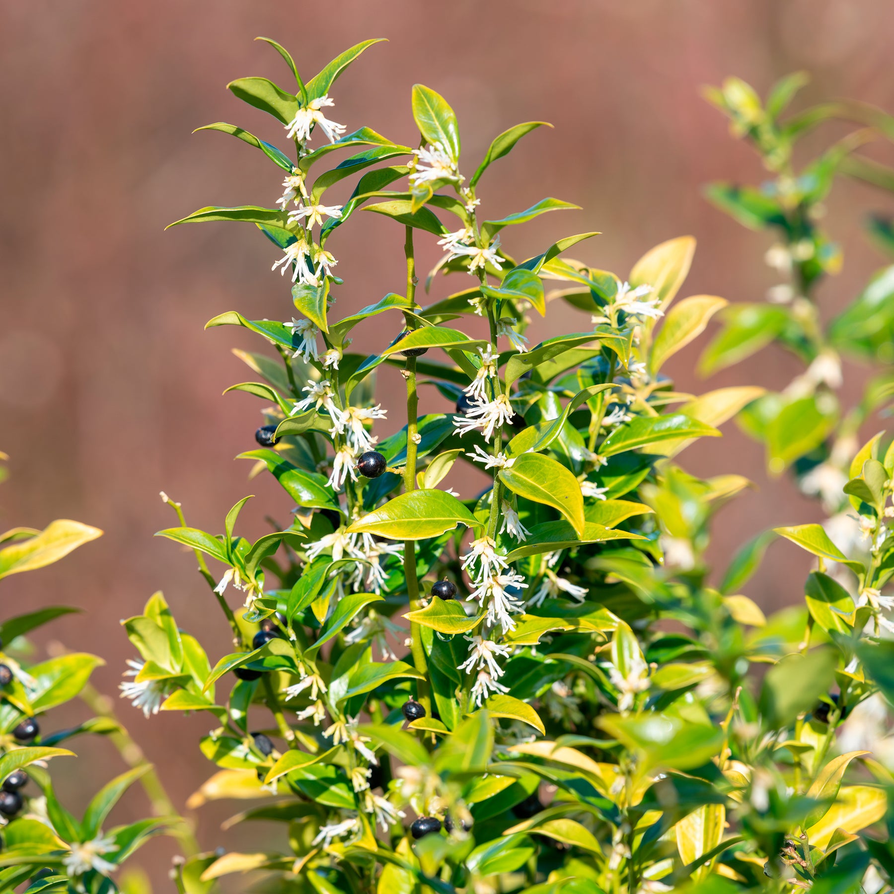 Vleesbes - Sarcococca confusa - Willemse