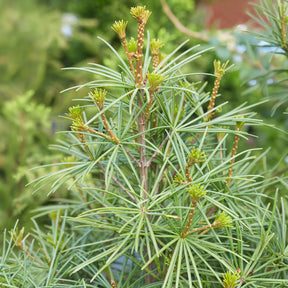 Japanse parasolden - Sciadopitys verticillata - Willemse
