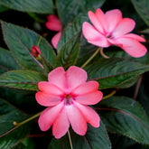 Nieuw-Guinea-Impatiens - Willemse