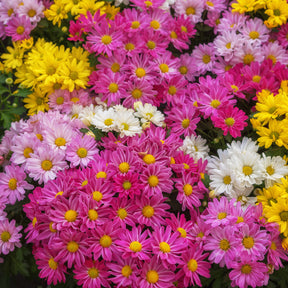 Chrysant meerbloemig Carnaval - Willemse