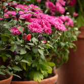 Chrysant fuchsia - Willemse