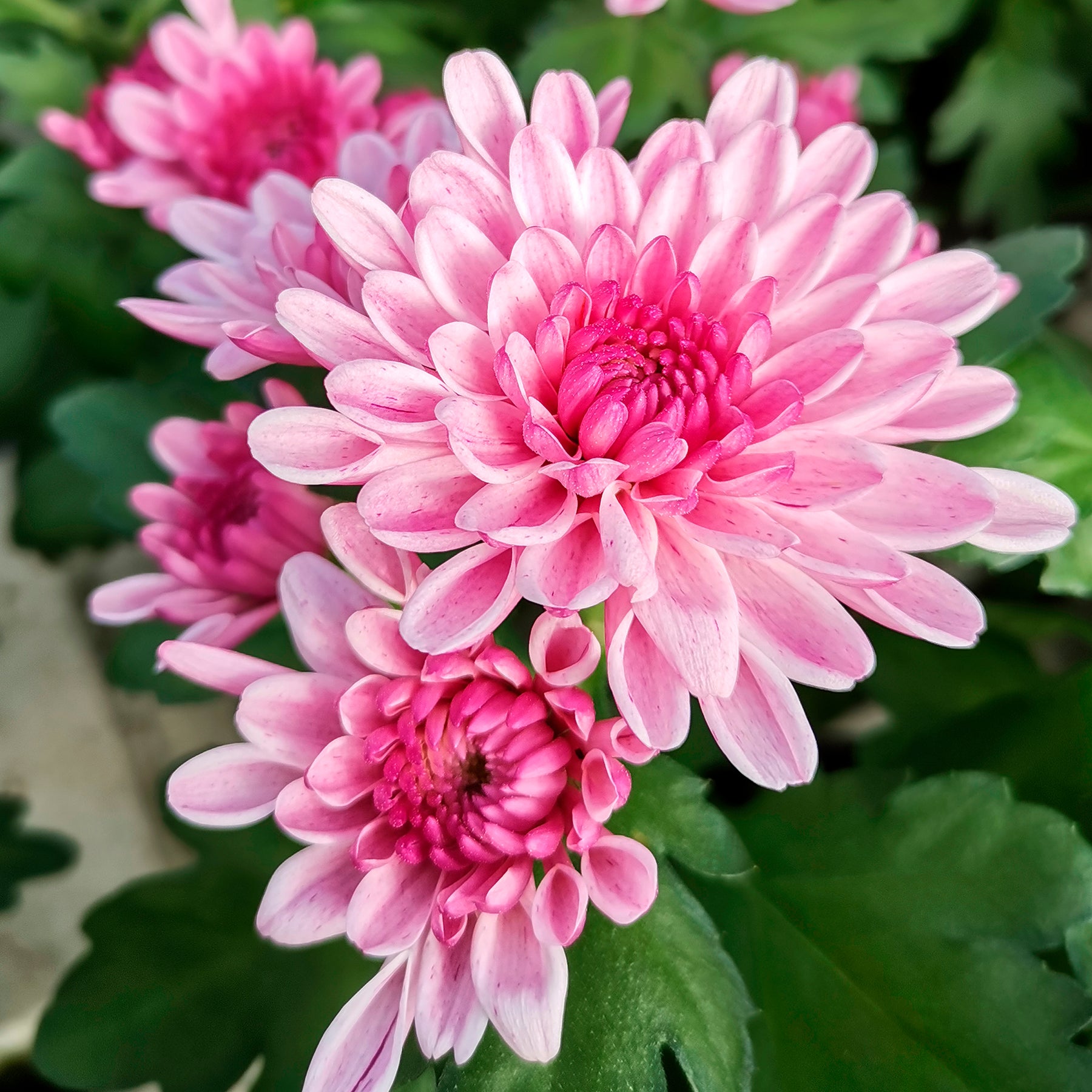 Chrysant roze