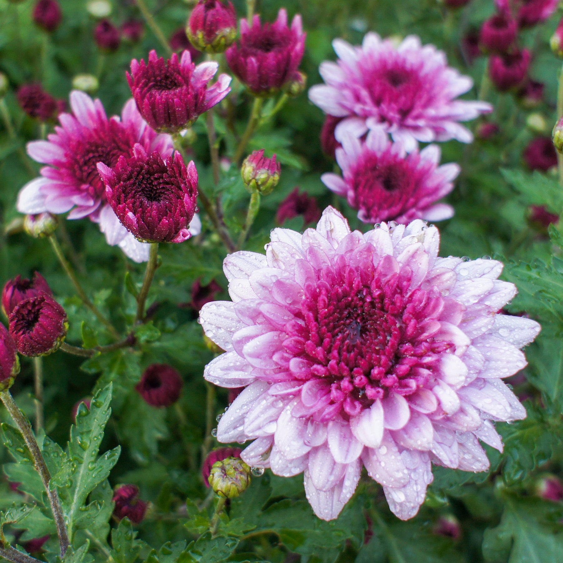 Chrysant roze
