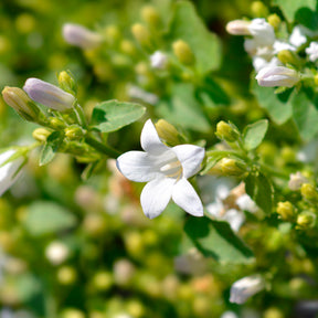 Balkon- en terrasbloemen - Weiße Polster-Glockenblume - Campanula portenschlagiana