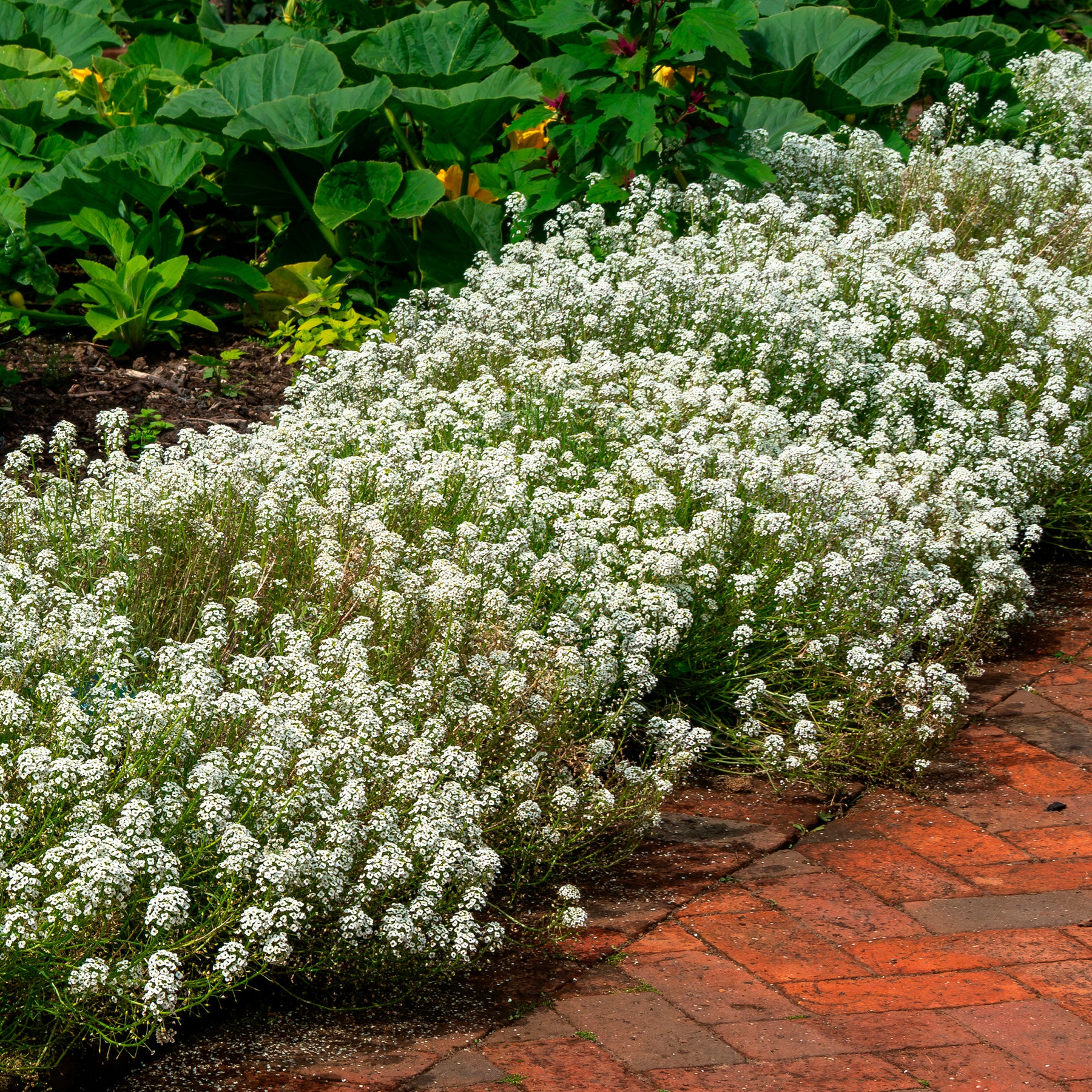Alyssum hangend - Willemse
