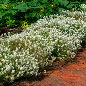Alyssum hangend - Willemse