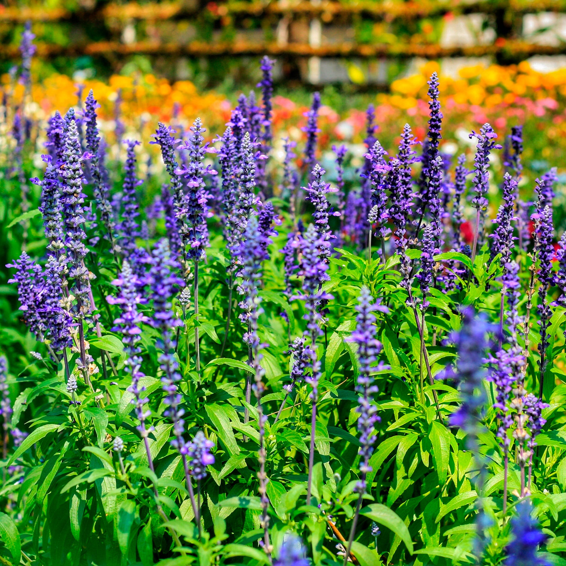 Salvia farinacea - Meelsalie - Balkon- en terrasbloemen