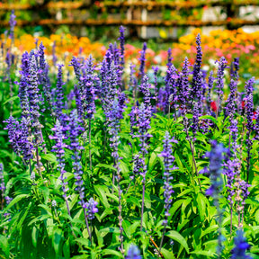 Salvia farinacea - Meelsalie - Balkon- en terrasbloemen