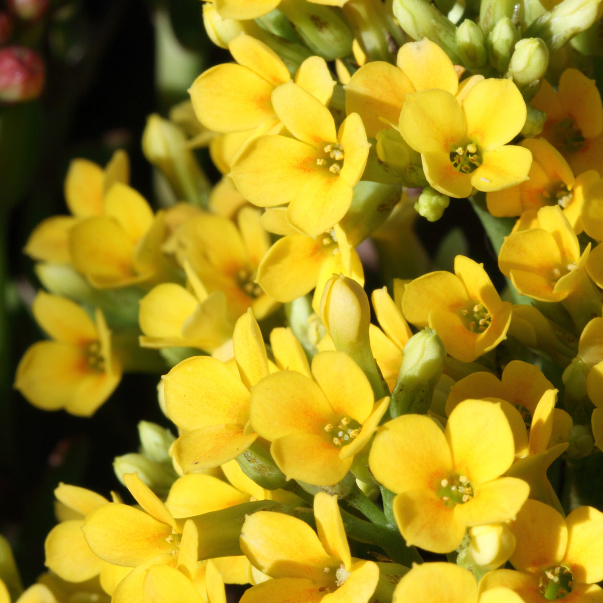 Kalanchoë geel - Willemse