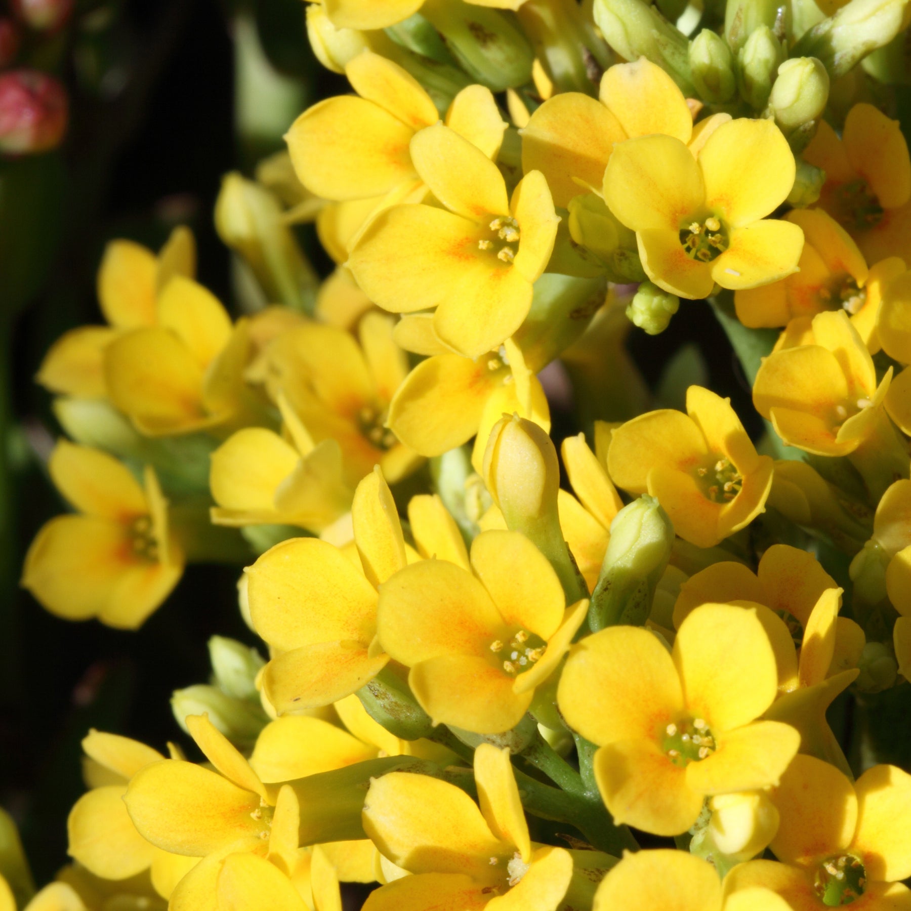 Kalanchoë geel - Willemse