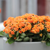 Kalanchoë oranje - Kalanchoe blossfeldiana - Willemse