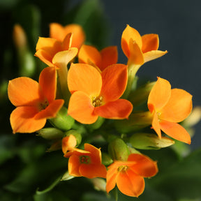 Kalanchoë oranje - Willemse