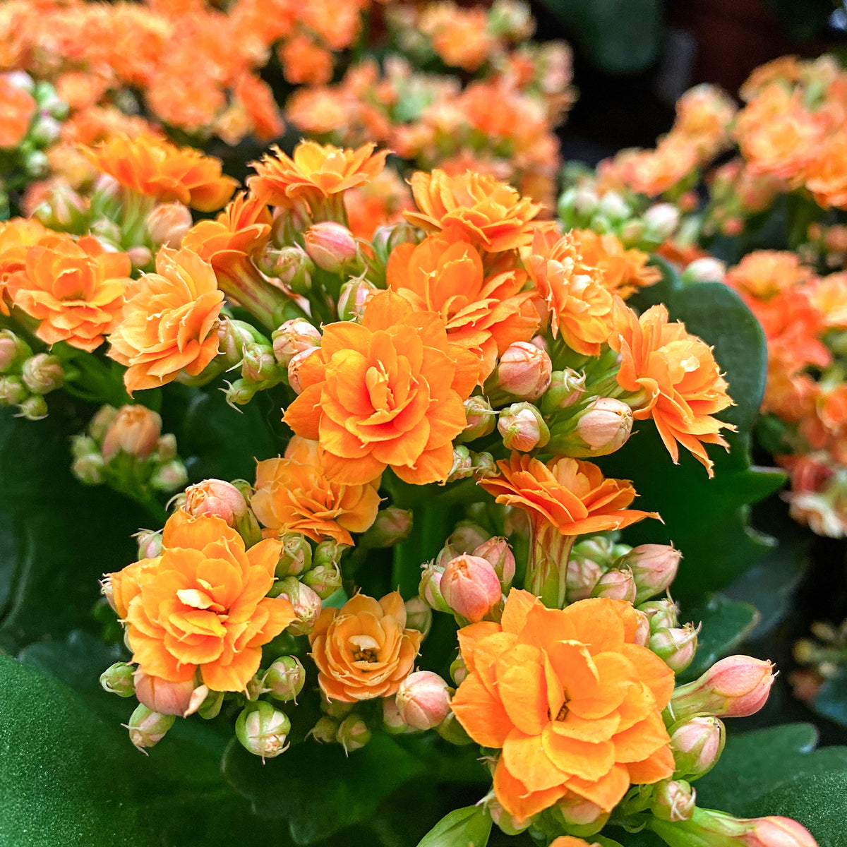 Kalanchoë oranje - Willemse