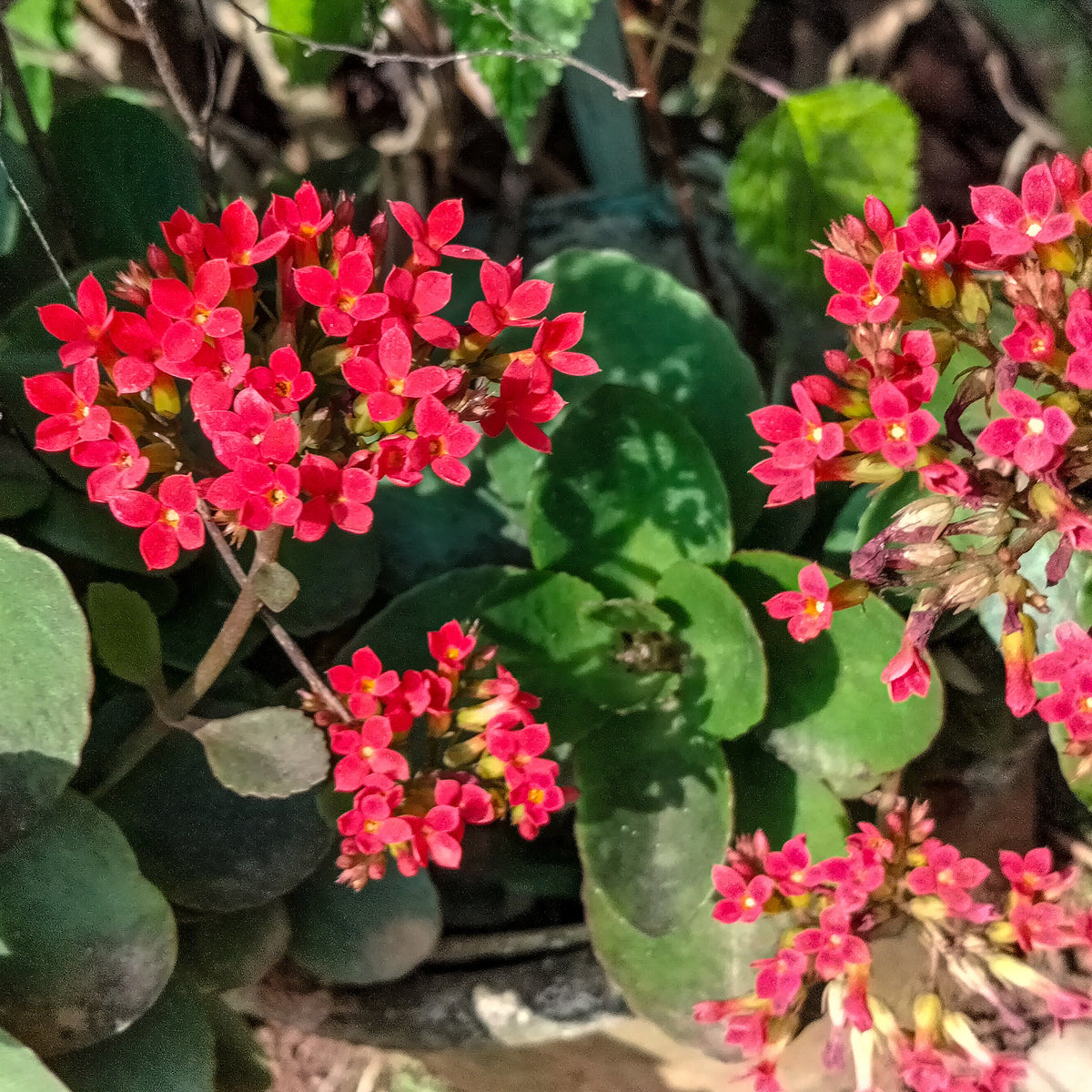 Kalanchoë rood - Willemse