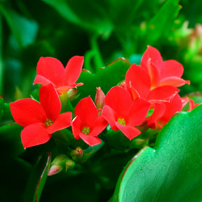 Kalanchoë rood - Kalanchoe blossfeldiana - Willemse