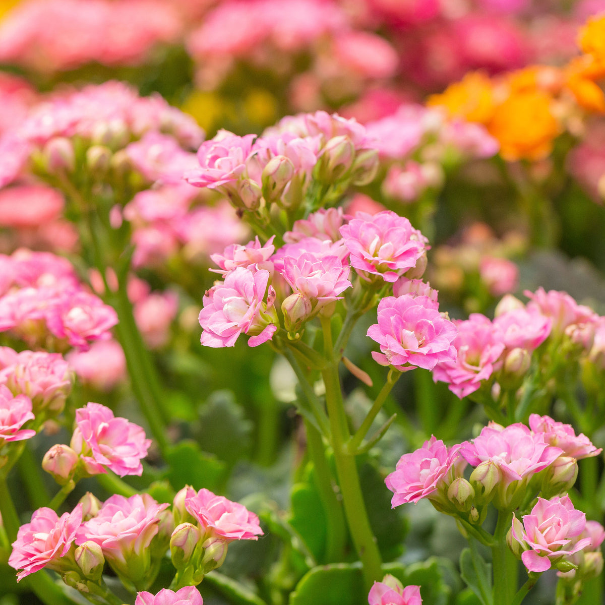 Kalanchoë roze - Willemse
