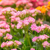 Kalanchoë roze - Willemse