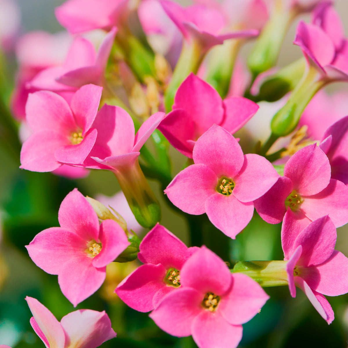 Kalanchoë roze - Kalanchoe blossfeldiana - Willemse
