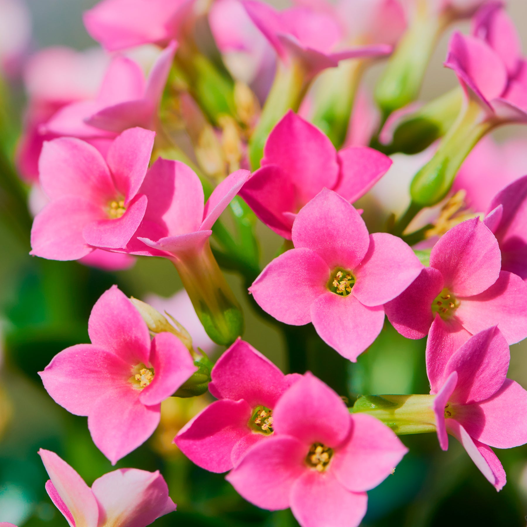 Kalanchoë roze - Kalanchoe blossfeldiana - Willemse