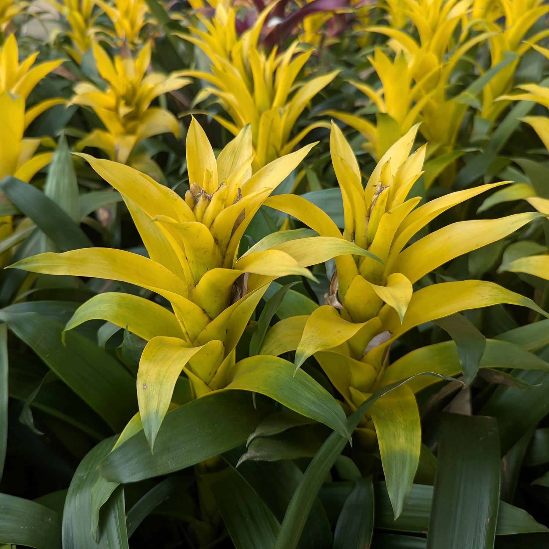 Bromelia geel - Willemse